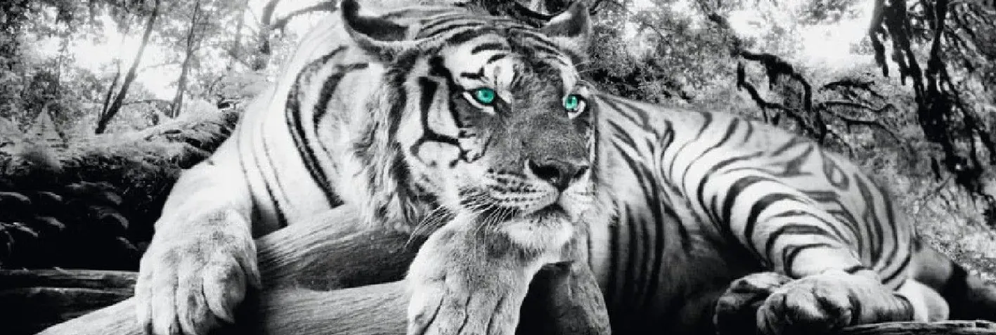 NANU-NANA Jumboposter Tiger, Nr. 3