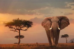 NANU-NANA Poster African Wildlife Elephant, Nr. 4