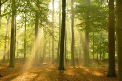 NANU-NANA Poster Sunbeam Forest, Nr. 184